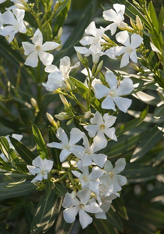 Nerium oleander “Soeur Agnès”